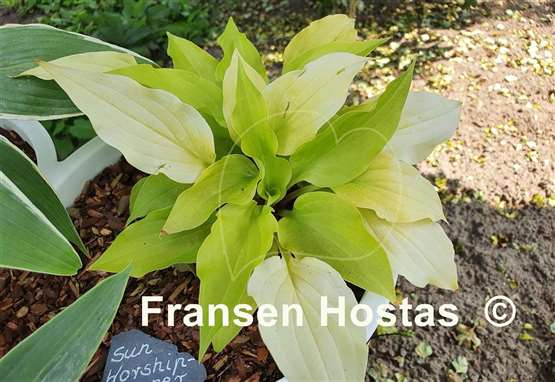 Hosta Sun Worshipper